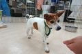g (8)