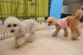 ｇ (14)