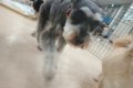 m (11)