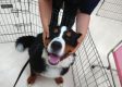 i (35)