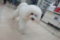 i (5)
