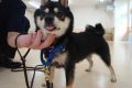 j (12)