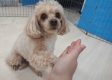 l (63)