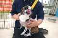 g (1)