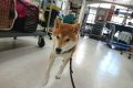 k (39)