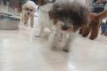 i (22)